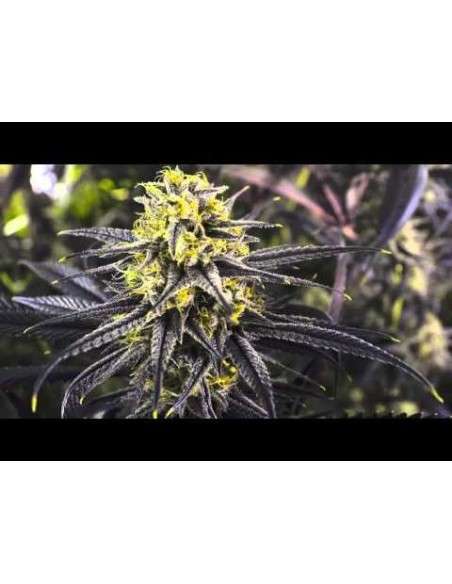 RIPPER SEEDS - Zombie Kush - 7