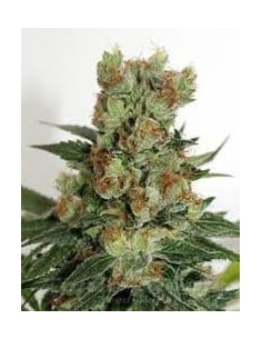 RIPPER SEEDS - Fuel OG - 1 2