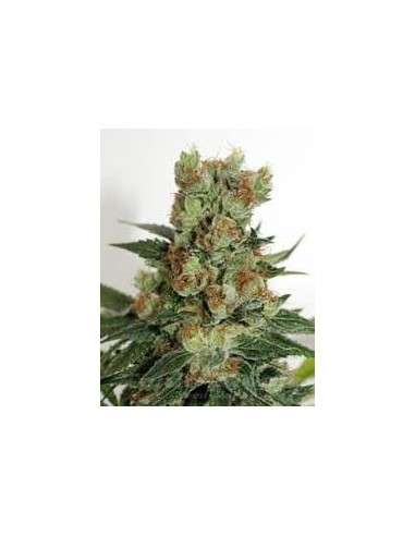 RIPPER SEEDS - Fuel OG - 2