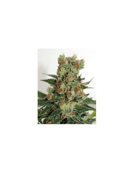 RIPPER SEEDS - Fuel OG - 2