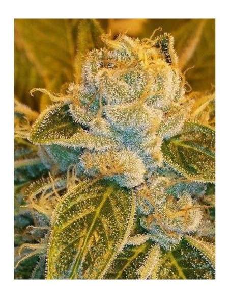 RIPPER SEEDS - Sour Ripper - 2