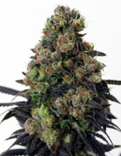 RIPPER SEEDS - Acid Dough - 1 2