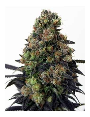 RIPPER SEEDS - Acid Dough - 2