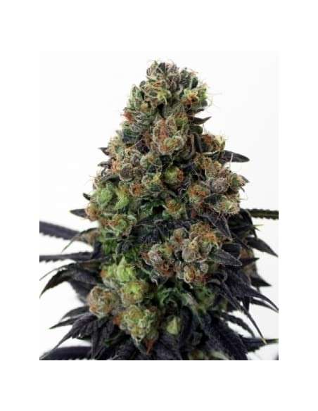 RIPPER SEEDS - Acid Dough - 2