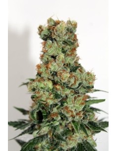 RIPPER SEEDS - Ripper Badazz - 1 2