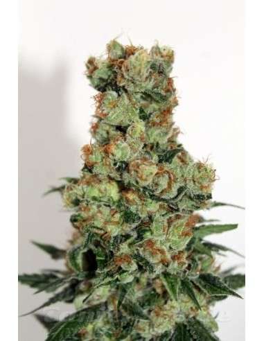 RIPPER SEEDS - Ripper Badazz - 2