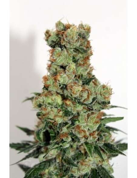 RIPPER SEEDS - Ripper Badazz - 2