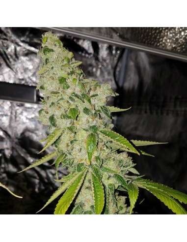 RIPPER SEEDS - Ripper Badazz - 3