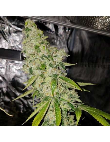 RIPPER SEEDS - Ripper Badazz - 3