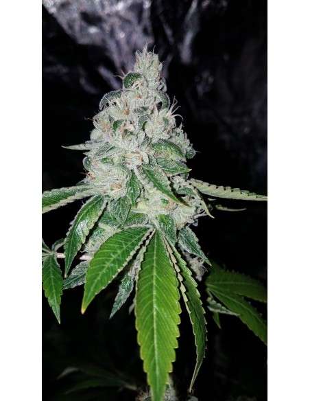 RIPPER SEEDS - Ripper Badazz - 4