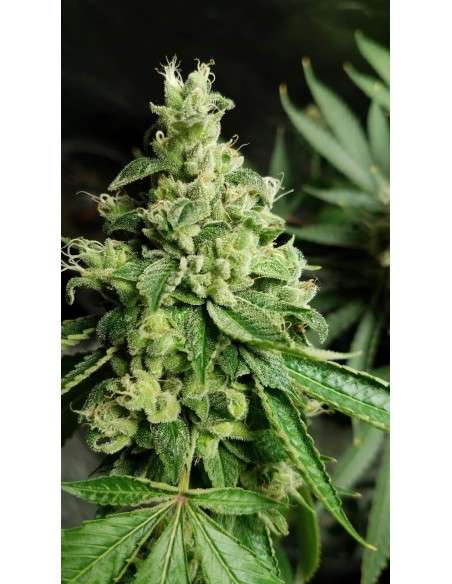 RIPPER SEEDS - Ripper Badazz - 5