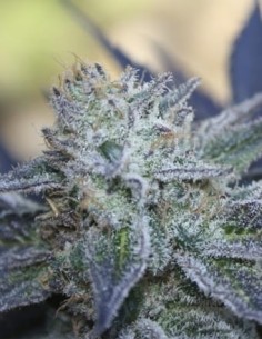 RIPPER SEEDS - Washing Machine - 1 2