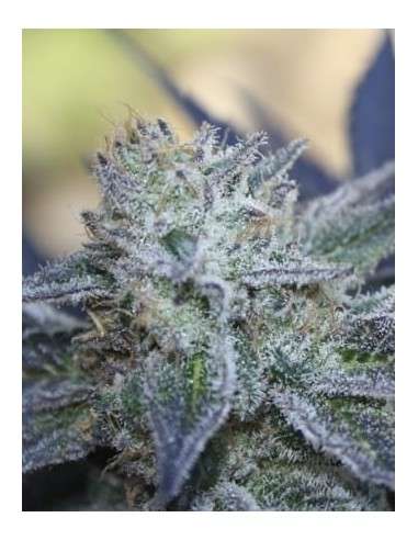 RIPPER SEEDS - Washing Machine - 2