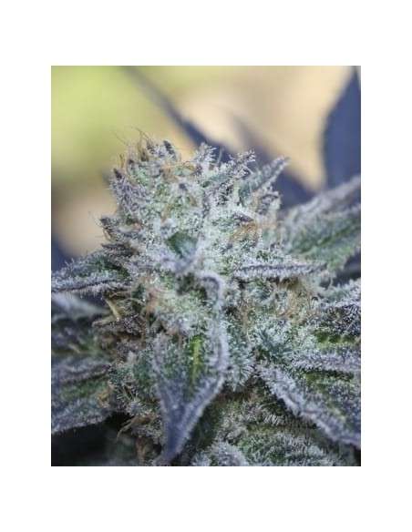 RIPPER SEEDS - Washing Machine - 2