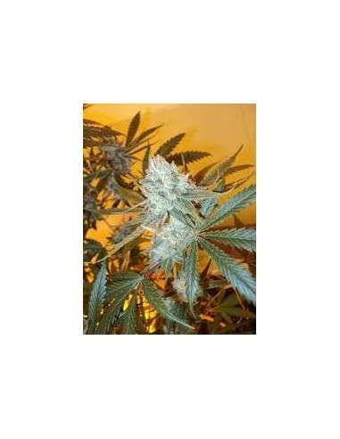 RIPPER SEEDS - Washing Machine - 3