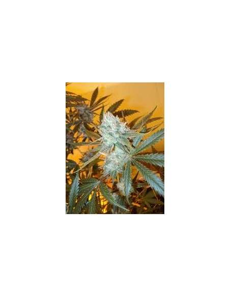 RIPPER SEEDS - Washing Machine - 3