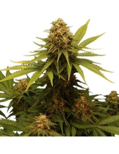 ROYAL QUEEN SEEDS - Critical - 4