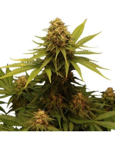 ROYAL QUEEN SEEDS - Critical - 4
