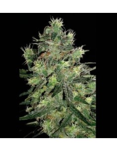SAGARMATHA - Midnight Blue - 1
