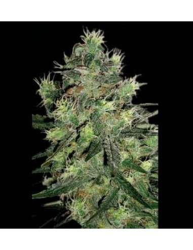 SAGARMATHA - Midnight Blue - 1
