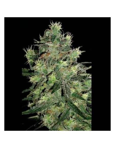 SAGARMATHA - Midnight Blue - 1