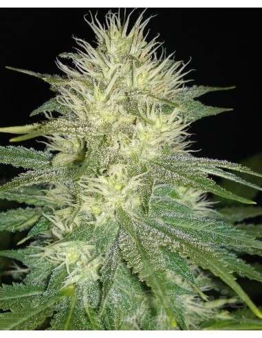 SAGARMATHA - White Russian - 1