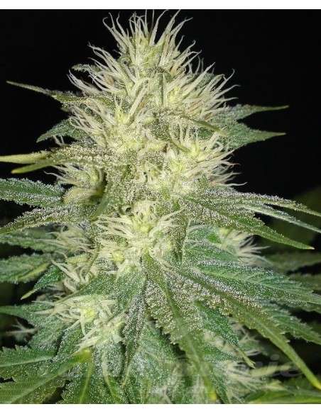 SAGARMATHA - White Russian - 1