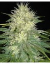 SAGARMATHA - White Russian - 1