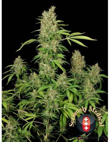 SERIOUS SEEDS - CBD Chronic - 1