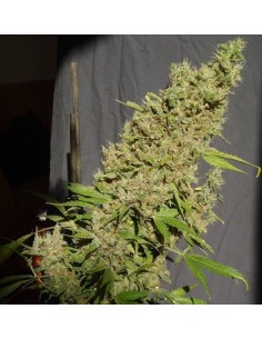 SERIOUS SEEDS - CBD Chronic - 1 2