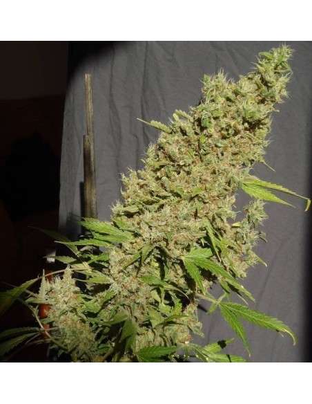 SERIOUS SEEDS - CBD Chronic - 2