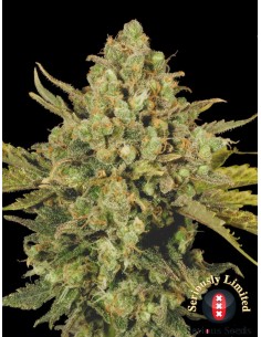 SERIOUS SEEDS - CBD Warlock - 1