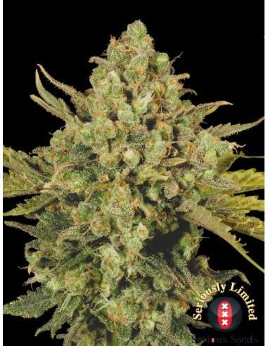 SERIOUS SEEDS - CBD Warlock - 1
