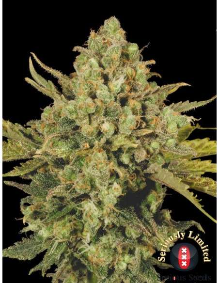 SERIOUS SEEDS - CBD Warlock - 1
