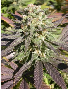 SERIOUS SEEDS - CBD Warlock - 1 2