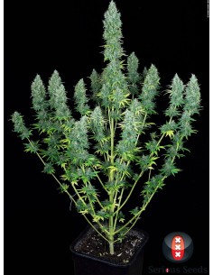 SERIOUS SEEDS - Serious Happiness - 1