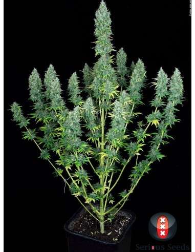 SERIOUS SEEDS - Serious Happiness - 1