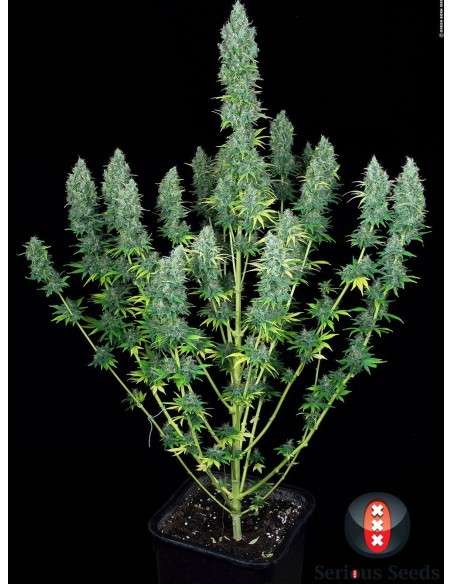 SERIOUS SEEDS - Serious Happiness - 1
