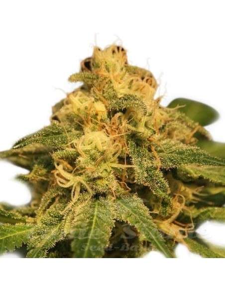 ROYAL QUEEN SEEDS - Critical - 5