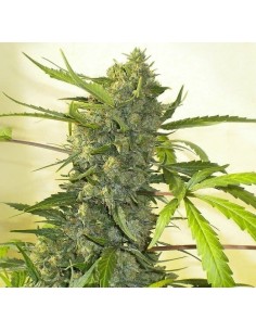 SERIOUS SEEDS - Serious Happiness - 1 2