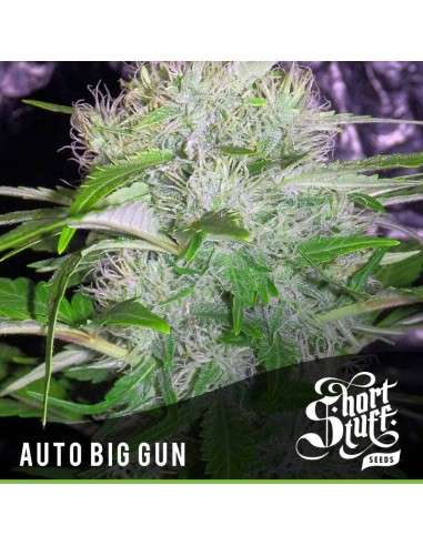 SHORT STUFF SEEDBANK - Auto Big Gun - 1