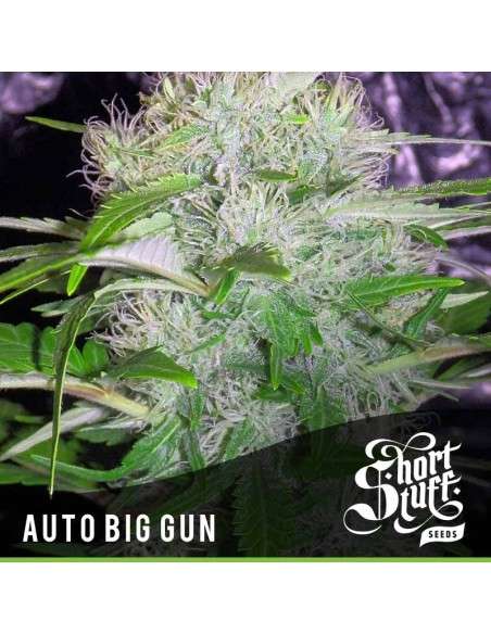 SHORT STUFF SEEDBANK - Auto Big Gun - 1