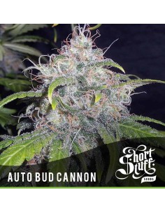SHORT STUFF SEEDBANK - Auto Bud Cannon - 1