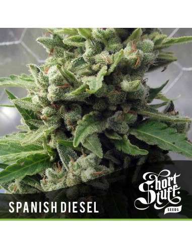 SHORT STUFF SEEDBANK - Auto Spanish Diesel - 1