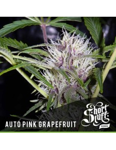 SHORT STUFF SEEDBANK - Auto Pink Grapefruit - 1