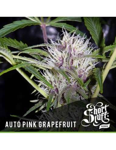 SHORT STUFF SEEDBANK - Auto Pink Grapefruit - 1