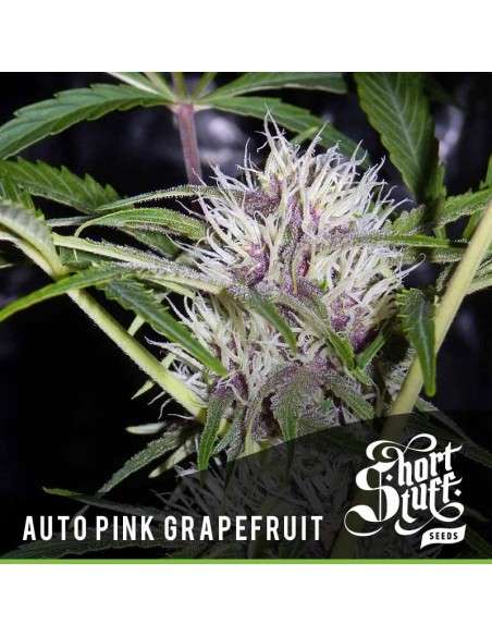 SHORT STUFF SEEDBANK - Auto Pink Grapefruit - 1