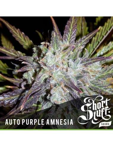 SHORT STUFF SEEDBANK - Auto Purple Amnesia - 1