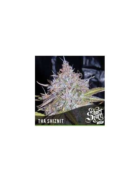 SHORT STUFF SEEDBANK - Auto Tha Shiznit - 1