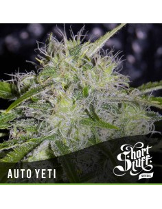 SHORT STUFF SEEDBANK - Auto Yeti - 1